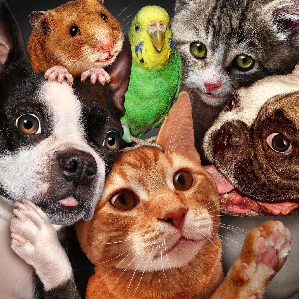 Pets & Family